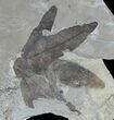 Fossil Sycamore (Platanus) Leaf - Pos/Neg Split #92868-2